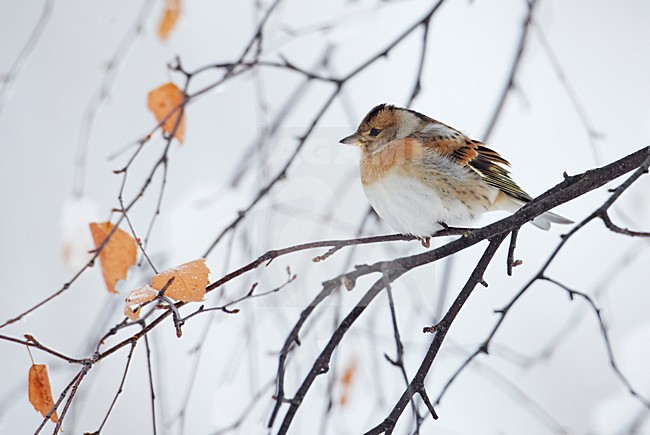 Vrouwtje Keep in de winter; Female Brambling in winter stock-image by Agami/Markus Varesvuo,