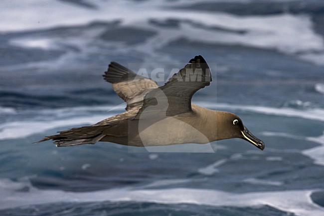 Zwarte Albatros in vlucht; Sooty Albatros in flight stock-image by Agami/Marc Guyt,