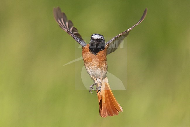 Common Redstart (Phoenicurus phoenicurus), front view of an adult male in flight, Campania, Italy stock-image by Agami/Saverio Gatto,