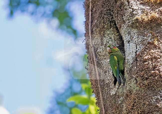 Sulphur-winged Parakeet (Pyrrhura hoffmanni) in Costa Rica. At nest hole. stock-image by Agami/Pete Morris,