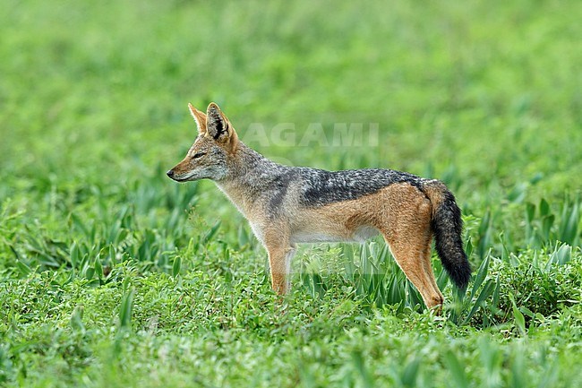Zadeljakhals staand in Kruger National Park , Black-backed Jackal standinf National Kruger Park, stock-image by Agami/Walter Soestbergen,