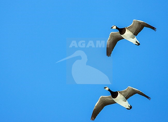 Brandgans in de vlucht; Barnacle Goose in flight stock-image by Agami/Menno van Duijn,