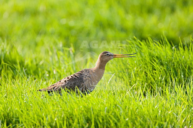 Grutto in weiland; Black-tailed Godwit in meadow stock-image by Agami/Marc Guyt,