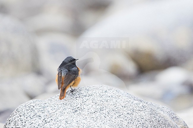 Adult male Eastern Black Redstart (Phoenicurus ochruros phoenicuroides) in Kyrgyzstan. Perched on a rock. stock-image by Agami/Ralph Martin,