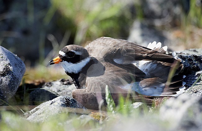 Alarmerende Bontbekplevier; Alarming Common Ringed Plover stock-image by Agami/Markus Varesvuo,