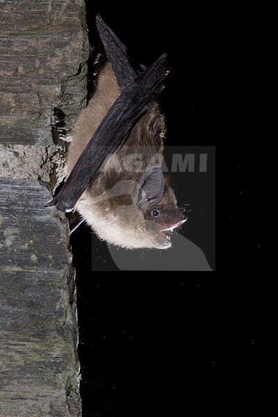 Laatvlieger, Serotine, Eptesicus serotinus stock-image by Agami/Theo Douma,