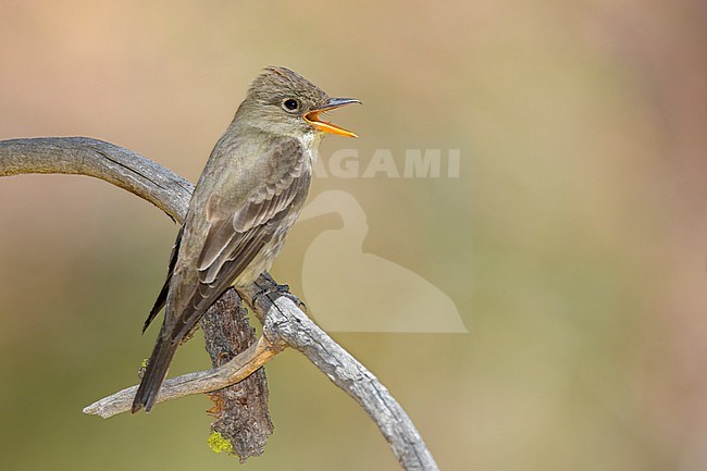 Adult
Ventura Co., CA
May 2020 stock-image by Agami/Brian E Small,