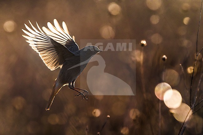 Wintering Black Redstart (Phoenicurus ochruros gibraltariensis) in Italy. stock-image by Agami/Daniele Occhiato,