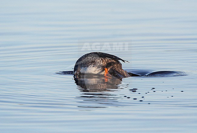 Wintering female Common Goldeneye, Bucephala clangula, swimming at Starrevaart, Netherlands. Diving for food. stock-image by Agami/Marc Guyt,