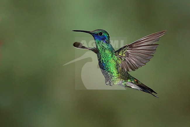Sparkling Violetear (Colibri coruscans) in flight in cloud forests of the Andes in South America. Flying against a green colored natural background. stock-image by Agami/Dubi Shapiro,