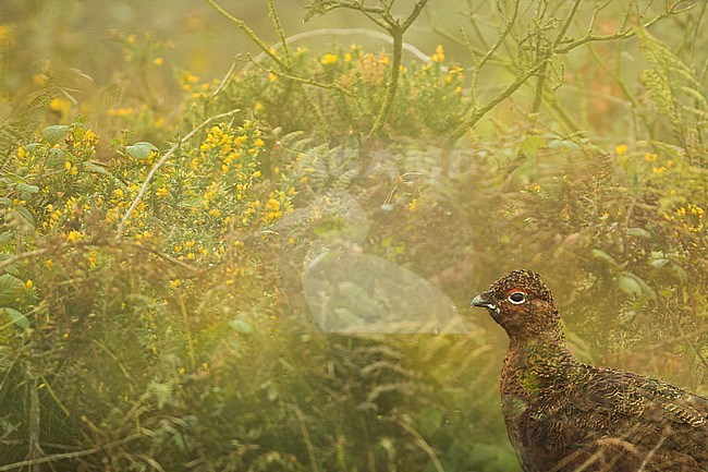 Red Grouse (Lagopus scotica), Great Britain, adult male stock-image by Agami/Ralph Martin,
