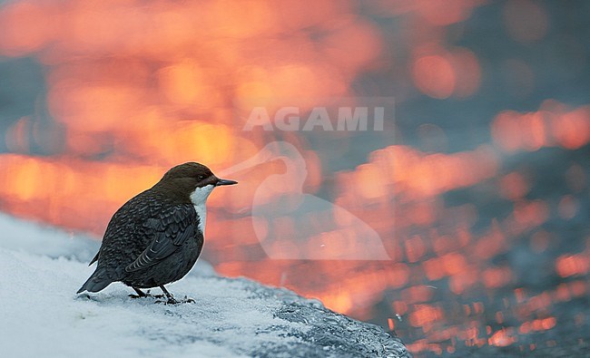 Wintering White-throated Dipper (Cinclus cinclus), on a cold morning, in northern Finland. Standing on ice along a small river with sun light reflecting on the water. stock-image by Agami/Markus Varesvuo,