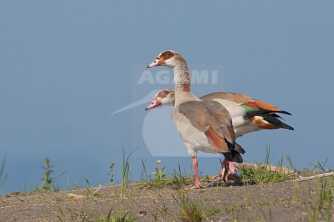 Egyptian Goose, Nijlgans, Alopochen aegyptiaca, Austria, adult pair stock-image by Agami/Ralph Martin,