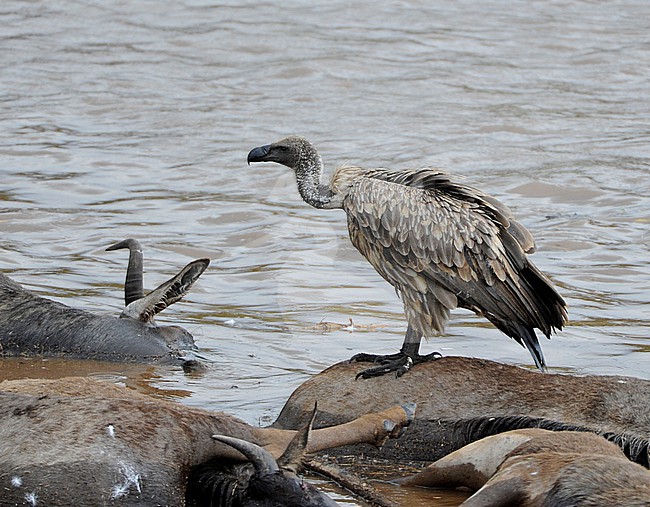 African WHite-backed Vulture (Gyps africanus) stock-image by Agami/Dani Lopez-Velasco,