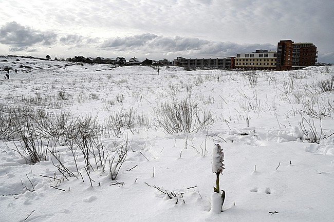 Giant Orchid (Himantoglossum robertianum) covered in snow in Noordwijk. stock-image by Agami/Casper Zuijderduijn,