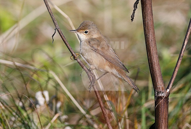 Autumn plumaged Eurasian Reed Warbler (Acrocephalus scirpaceus) in England. stock-image by Agami/Michael McKee,