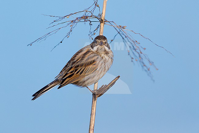 Reed Bunting (Emberiza schoeniclus), adult male in winter plumage perched on a reed stock-image by Agami/Saverio Gatto,