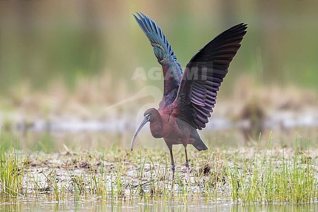 Zwarte Ibis; Glossy Ibis; stock-image by Agami/Daniele Occhiato,