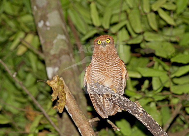 Christmas-Islandvalkuil zittend in een boom, Christmas Island Boobook perched in a tree stock-image by Agami/Pete Morris,