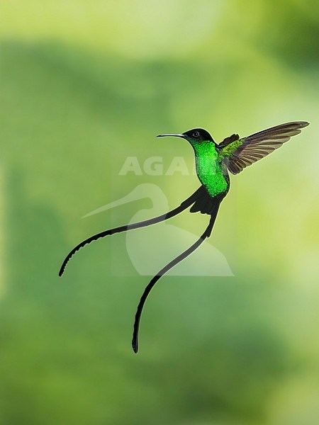 Black-billed Streamertail (Trochilus scitulus) an endemic to Jamiaca, only found on eastern part of Jamaica. stock-image by Agami/Dubi Shapiro,