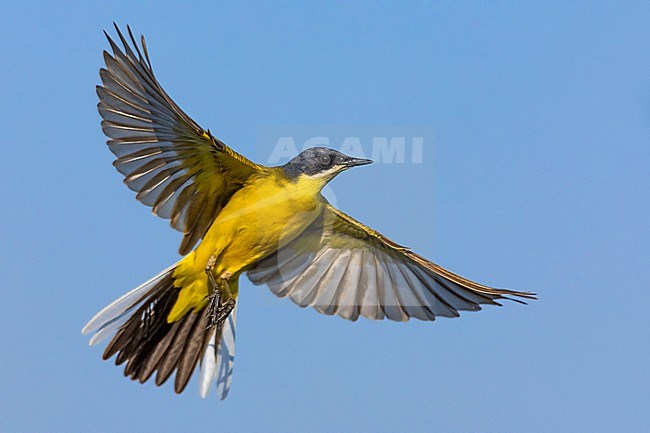 Adult male Ashy-headed Wagtail, Motacilla flava cinereocapilla, in Italy. stock-image by Agami/Daniele Occhiato,