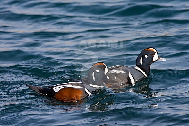 Harlequin Duck two males swimming; Harlekijneend twee mannetjes zwemmend stock-image by Agami/Marc Guyt,