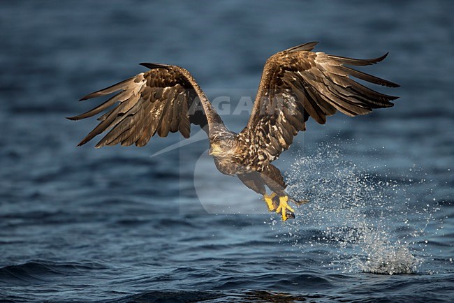 Zeearend jagend, White-tailed Eagle hunting stock-image by Agami/Danny Green,