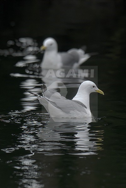 Black-legged Kittiwake (Rissa tridactyla) two adult birds swimming on black surface with reflections in Norway stock-image by Agami/Kari Eischer,