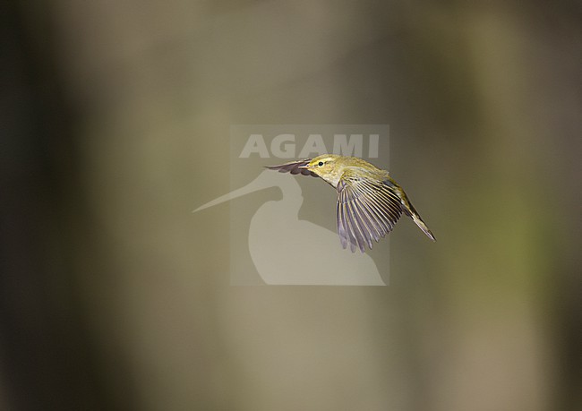 Adult male Wood Warbler (Phylloscopus sibilatrix) singing and displaying in flight in a deciduous forest in spring stock-image by Agami/Ran Schols,