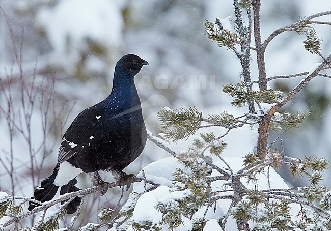 Korhoen zittend in boom; Black Grouse perched in tree stock-image by Agami/Markus Varesvuo,