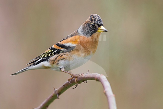 Keep; Brambling stock-image by Agami/Daniele Occhiato,