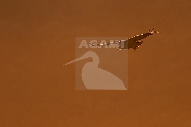 Eurasian Griffon Vulture - Gänsegeier - Gyps fulvus ssp. fulvus, Spain, adult stock-image by Agami/Ralph Martin,