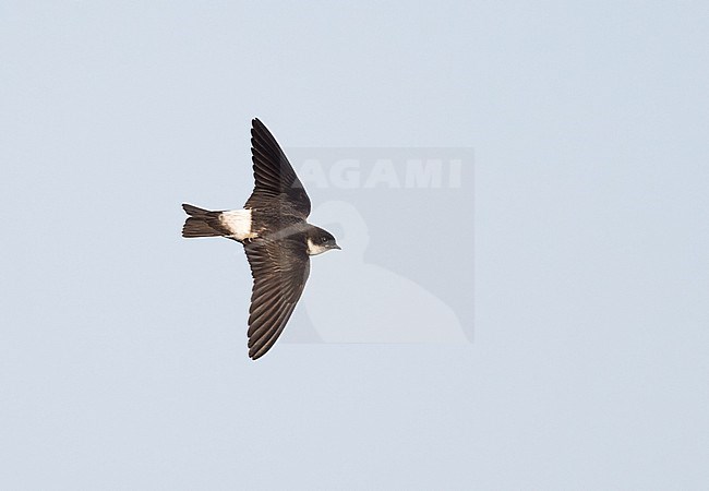 Immature Asian House Martin (Delichon dasypus) in flight in Japan. stock-image by Agami/Yann Muzika,