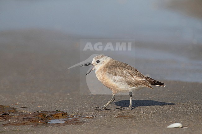 New Zealand Dotterel (Charadrius obscurus) at the coast of North Island, New Zealand. Adult bird walking and calling on a sandy beach. stock-image by Agami/Marc Guyt,