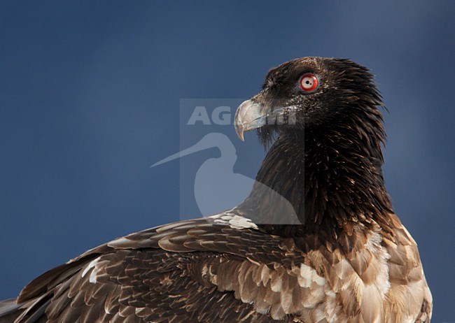Onvolwassen Lammergier zittend in de sneeuw; Immature Bearded Vulture perched in snow stock-image by Agami/Markus Varesvuo,