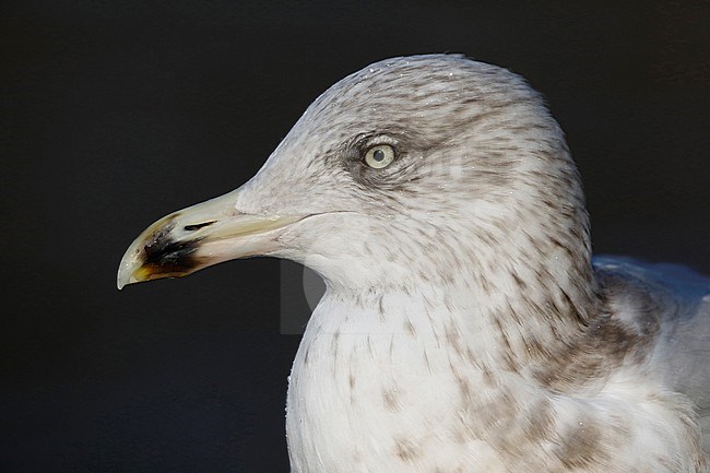 Zilvermeeuw; Herring Gull; Larus Argentatus stock-image by Agami/Chris van Rijswijk,