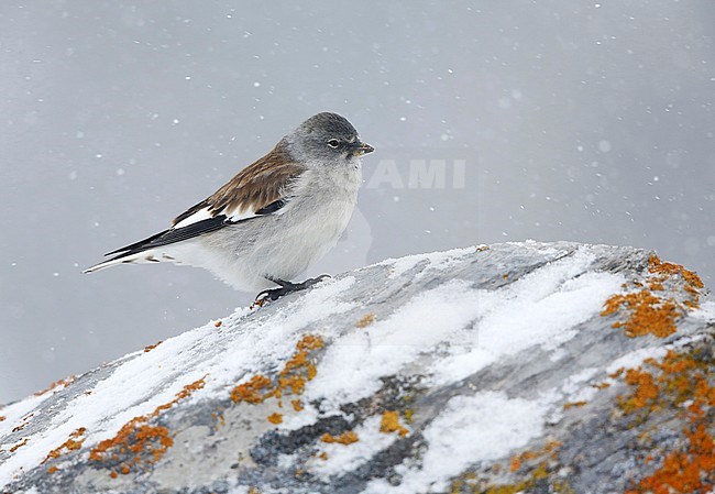 White-winged Snowfinch (Montifringilla nivalis) in the high Alps mountains at the Gemmipass in Switzerland. Perched on a moss covered rock. stock-image by Agami/Chris van Rijswijk,