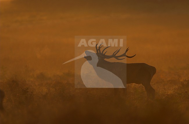 Mannetje Edelhert burlend in vroege ochtend, Red Deer male roaring in early morning stock-image by Agami/Danny Green,