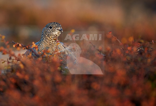 Alpensneeuwhoen, Rock Ptarmigan, lagopus muta stock-image by Agami/Markus Varesvuo,