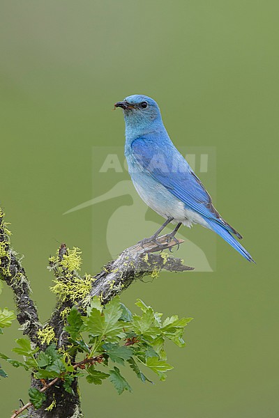 Adult male
Kamloops, B.C.
June 2015 stock-image by Agami/Brian E Small,