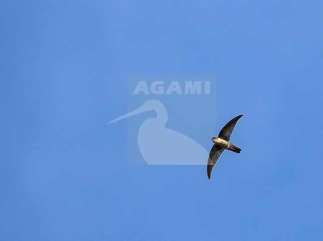 Palau Swiftlet (Aerodramus pelewensis) on Palau, Micronesia. stock-image by Agami/Pete Morris,