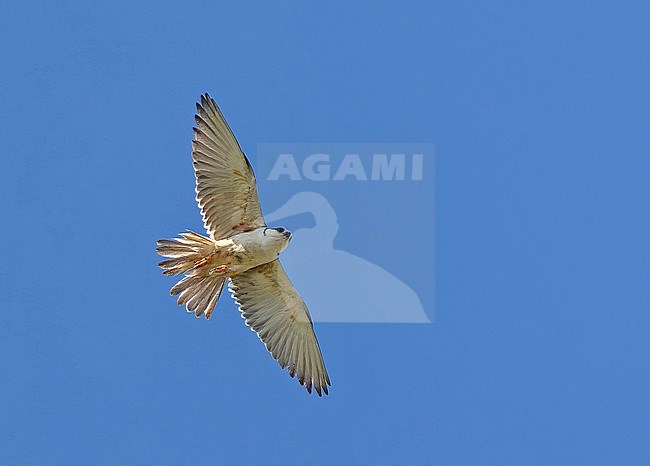 Pearl kite (Gampsonyx swainsonii) in Panama. stock-image by Agami/Pete Morris,