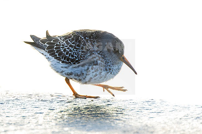 Purple Sandpiper (Calidris maritima) wintering along the Dutch North Sea coast on Texel, Netherlands. stock-image by Agami/Marc Guyt,