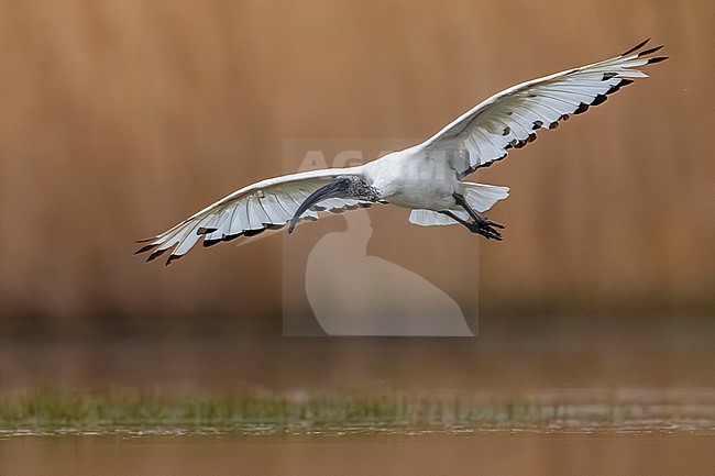 Introduced/ escaped Sacred Ibis, Threskiornis aethiopicus, in Italy. stock-image by Agami/Daniele Occhiato,