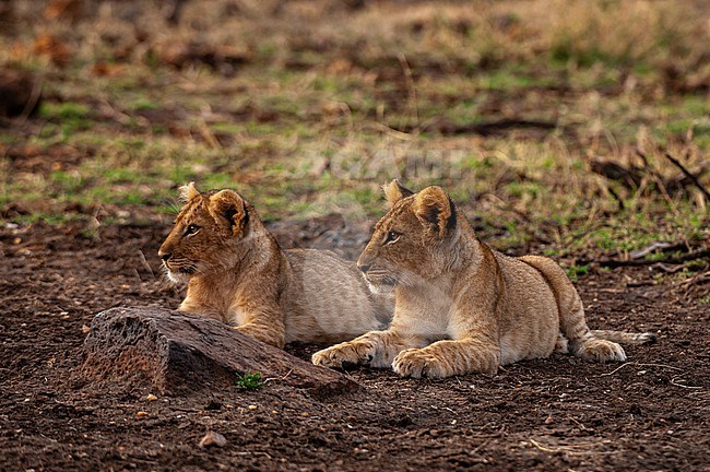 Two lion cubs, Panthera leo, resting side by side. Masai Mara National Reserve, Kenya. stock-image by Agami/Sergio Pitamitz,
