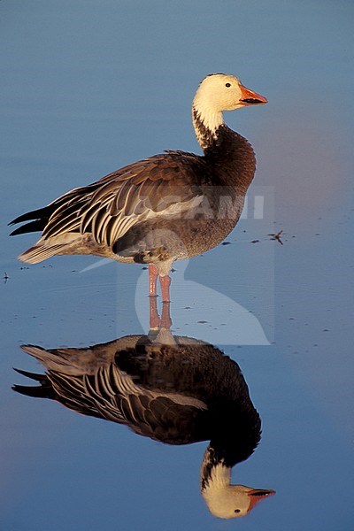 Adult blue morph Snow Goose (Anser caerulescens)
Socorro Co., N.M.
December 2002 stock-image by Agami/Brian E Small,