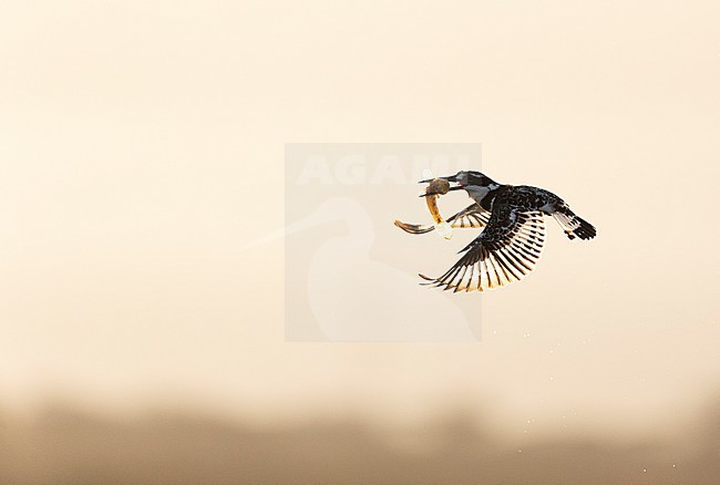 Pied Kingfisher (Ceryle rudis) fishing in water pool in South Africa, seen against the light. Flying with fish in its beak. stock-image by Agami/Bence Mate,
