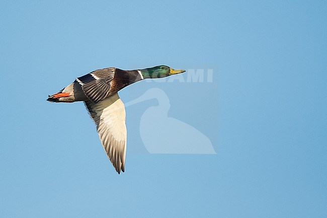 Adult male Mallard (Anas platyrhynchos platyrhynchos) in Germany. stock-image by Agami/Ralph Martin,