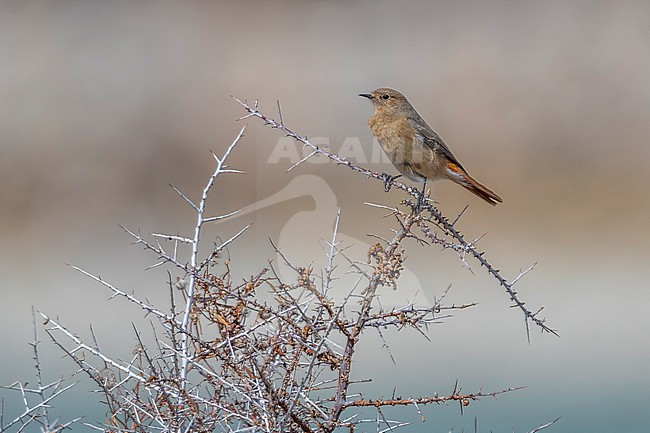 Female Güldenstädt's Redstart (Phoenicurus erythrogastrus grandis) aka White-winged Redstart perched on a branch near the shore of Indus River, Ladakh, India. stock-image by Agami/Vincent Legrand,
