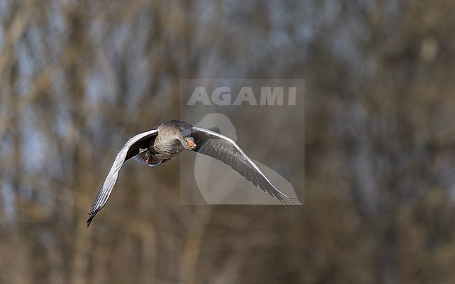 Greylag Goose (Anser anser) adult in flight near Copenhagen, Denmark stock-image by Agami/Helge Sorensen,